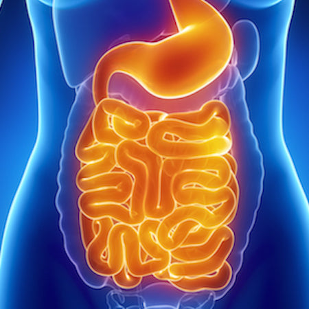 3D medical illustration of the human digestive system, showing a glowing orange stomach and small intestine coiled in the abdomen against a blue human torso silhouette.