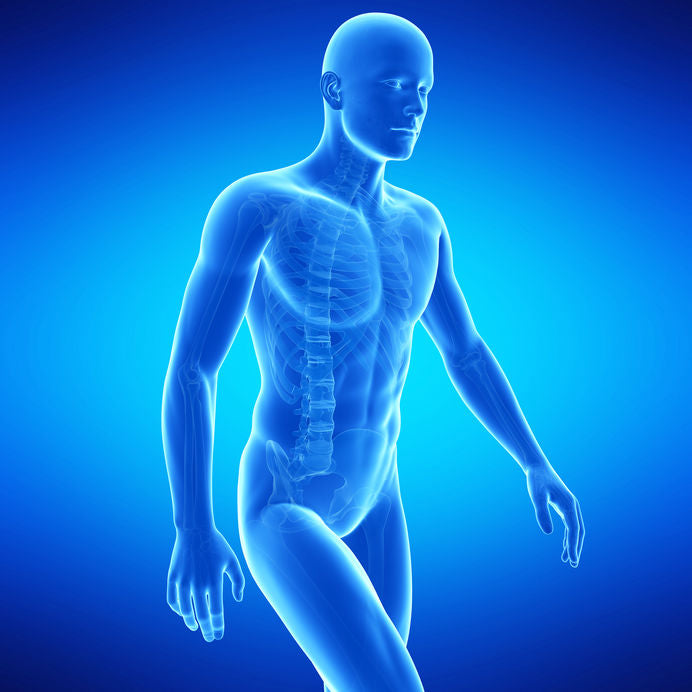 Blue transparent model of a human body on a blue background

