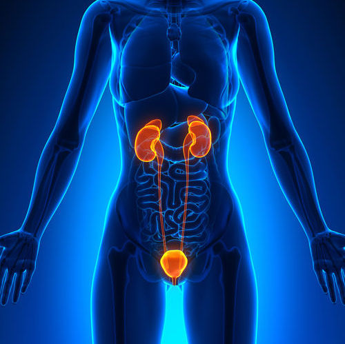 Anatomical illustration of a human body with highlighted kidneys and urinary system on a blue background.

